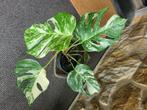Monstera bonte albo-plant, Huis en Inrichting, Kamerplanten, Ophalen, Halfschaduw, In pot, Minder dan 100 cm