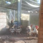 Kweektoom cream legbar, Dieren en Toebehoren, Pluimvee