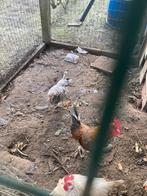 Haantjes, Dieren en Toebehoren