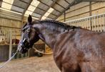Lusitano ruin, Dieren en Toebehoren, Paarden, Gechipt, Ruin, Dressuurpaard, Zadelmak
