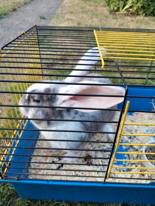 Super-lieve Vlaamse Reus, Dieren en Toebehoren, Knaagdieren, Mannelijk, Overige typen, Augustus, Tam