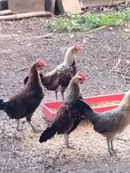 Jonge Mini Bantam Pikken uit Peking, Antiek en Kunst, Antiek | Glaswerk en Kristal, Ophalen