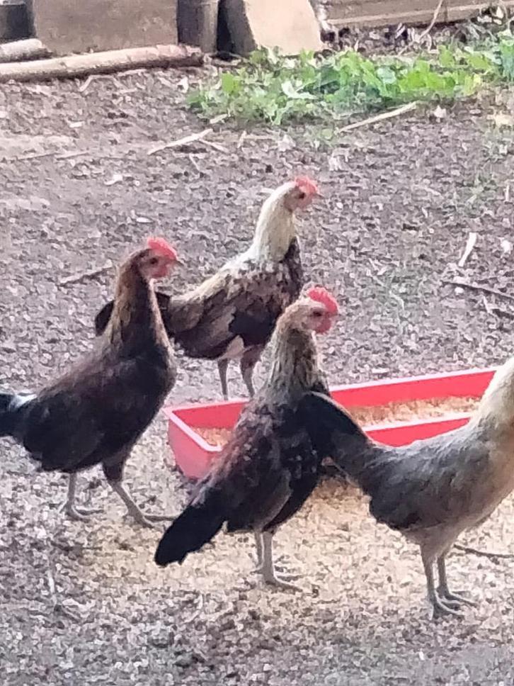 Jonge Mini Bantam Pikken uit Peking, Antiek en Kunst, Antiek | Glaswerk en Kristal, Ophalen