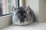 chinchilla blue slate vrouwtje, Dieren en Toebehoren, Knaagdieren, Augustus, Vrouwelijk, Chinchilla