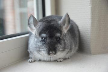 chinchilla blue slate vrouwtje  beschikbaar voor biedingen
