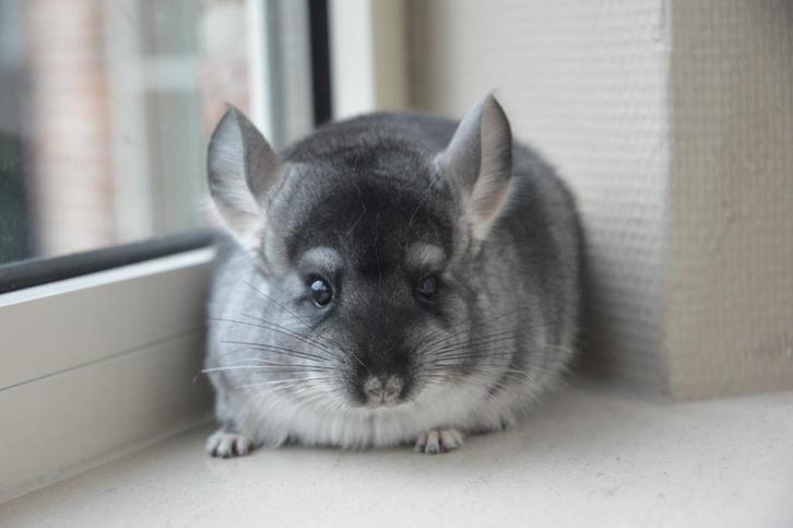 chinchilla blue slate vrouwtje, Dieren en Toebehoren, Knaagdieren, Vrouwelijk, Chinchilla, Augustus