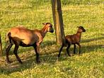 Kameroen schapen : Jonge ooien met lammetjes ooien, Femelle, Mouton, 0 à 2 ans
