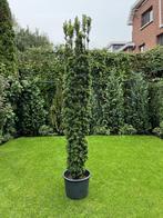 Potplant - Taxus Baccata ‘Fastigiata Aurea’ - H.200cm, Enlèvement, 25 à 40 cm, Balcon, 70 cm ou plus