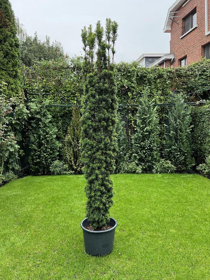 Potplant - Taxus Baccata ‘Fastigiata Aurea’ - H.200cm, Jardin & Terrasse, Pots de fleurs, Balcon, Jardin, 70 cm ou plus, 25 à 40 cm