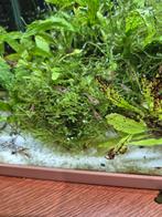 Vuurgaranlen, Dieren en Toebehoren, Vissen | Aquariumvissen