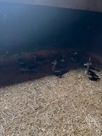 Mandarijn en carolina eenden te koop, Dieren en Toebehoren, Geslacht onbekend, Eend