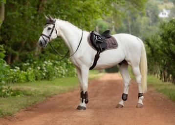 LeMieux Loire CC spring dekje Walnut SALE -35% !! beschikbaar voor biedingen