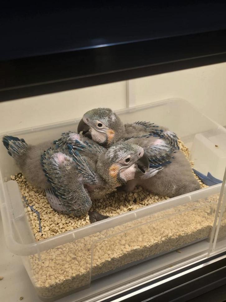 Tamme baby blauw gele Ara, Dieren en Toebehoren, Vogels | Parkieten en Papegaaien, Geringd