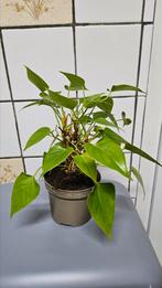 Plante intérieure, Tuin en Terras, Planten | Bomen, Ophalen