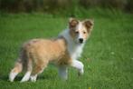 Shelty pups Shetland Sheepdog, Sheepdog, 15 weken tot 1 jaar, Buitenland, CDV (hondenziekte)