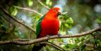 Tamme baby Koningsparkieten
Mannen, Dieren en Toebehoren, Vogels | Parkieten en Papegaaien
