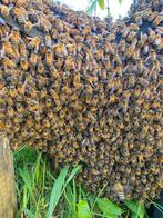 Buckfast bijenvolk op Dadant Blatt