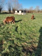 2 shetland  ponytjes, ZZ, 11 ans ou plus, Poney de récréation, Plusieurs animaux