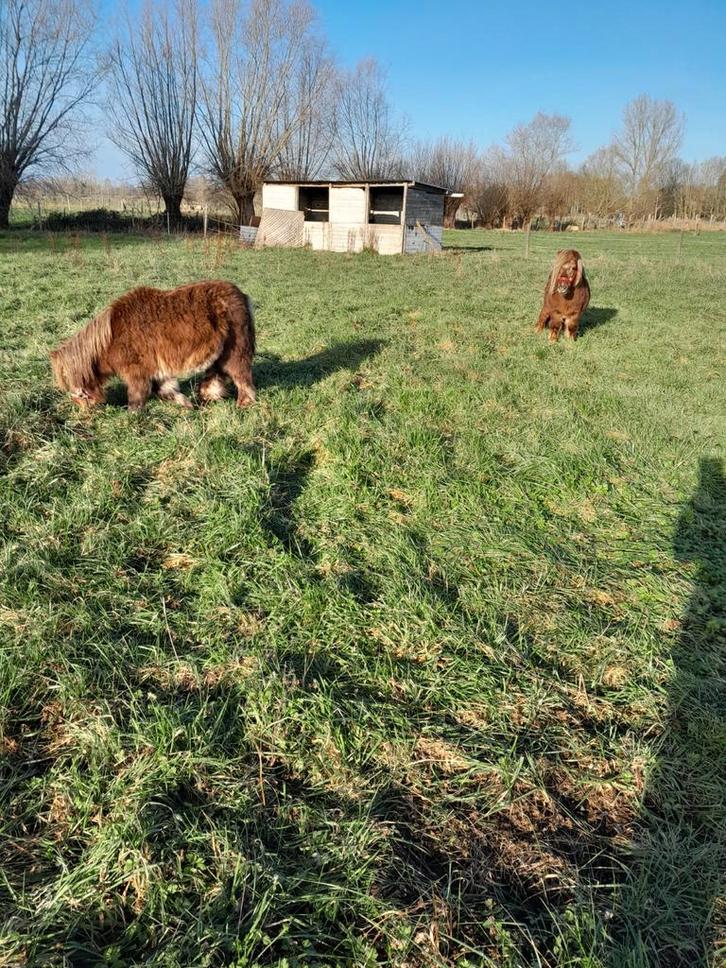 2 shetland  ponytjes, Animaux & Accessoires, Poneys, Plusieurs animaux, ZZ, Poney A (jusqu'à 1.17 m), Poney de récréation, 11 ans ou plus