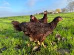 Jonge tamme Rhode Island Red kippen gesekst & ingeënt, Dieren en Toebehoren, Pluimvee, Meerdere dieren, Kip