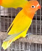 Euwing Dilute/Opaline Fischeri mannen 2025, Dieren en Toebehoren, Vogels | Parkieten en Papegaaien, Mannelijk, Dwergpapegaai of Agapornis