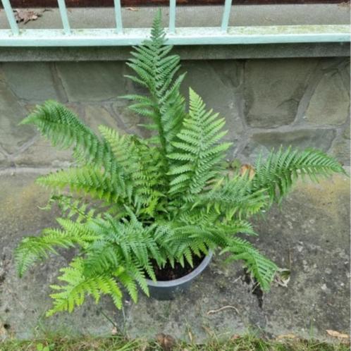 Grote meerjarige zeer mooie winterharde plant Varen, Tuin en Terras, Planten | Tuinplanten, Vaste plant, Varens, Ophalen of Verzenden