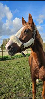 Spring D-pony te koop, Dieren en Toebehoren, Pony's, Merrie, Springpony, 11 jaar of ouder, D pony (1.37m tot 1.48m)