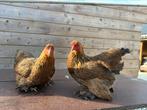 Brahma kriel goudpatrijs, Dieren en Toebehoren, Pluimvee
