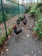 5 hanen 6maanden oud te koop Barnevelders, Dieren en Toebehoren, Pluimvee
