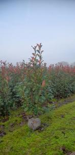 Photinia fraseri 'Red Robin', Tuin en Terras, Ophalen