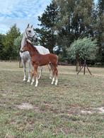Merrie veulen, Merrie, Springpaard, Niet van toepassing, 0 tot 2 jaar