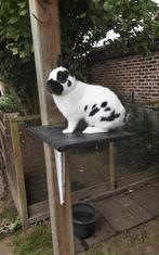 Kleurdwerg ( Lotharinger ), Mannelijk, Dwerg, 0 tot 2 jaar