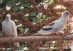 Senegaltortel bont, Dieren en Toebehoren, Vogels | Overige Vogels