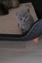 Brits korthaar kittens, Dieren en Toebehoren, Meerdere dieren, Gechipt, 0 tot 2 jaar