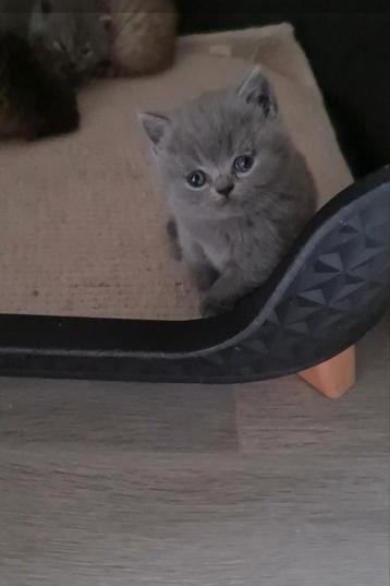 Brits korthaar kittens, Dieren en Toebehoren, Katten en Kittens | Raskatten | Korthaar, Meerdere dieren, Gechipt, 0 tot 2 jaar