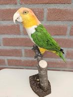 Prachtige opgezette roestkop caique, Verzamelen, Dierenverzamelingen, Ophalen of Verzenden, Nieuw, Vogel, Opgezet dier
