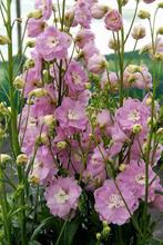 Delphinium elatum Cherry Blossom, Tuin en Terras, Planten | Tuinplanten, Ophalen