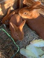 Vaal van Bourgondië, Dieren en Toebehoren, Konijnen, Vrouwelijk, Middelgroot, 0 tot 2 jaar