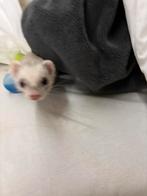 Fretjes, Dieren en Toebehoren, Knaagdieren, Fret, Tam