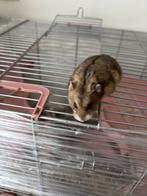 hamster, Dieren en Toebehoren, Konijnen