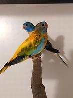 Splendid parkieten 2025, Dieren en Toebehoren, Meerdere dieren, Parkiet, Geringd