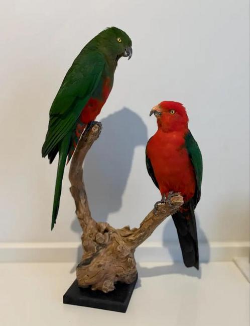 Opgezette vogels: papegaai, parkiet, etc - Wildernis Atelier, Verzamelen, Dierenverzamelingen, Nieuw, Opgezet dier, Vogel, Ophalen of Verzenden