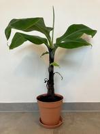 Bananenplant - Musa Dwarf, Huis en Inrichting, Kamerplanten, Overige soorten, Minder dan 100 cm, Halfschaduw, In pot