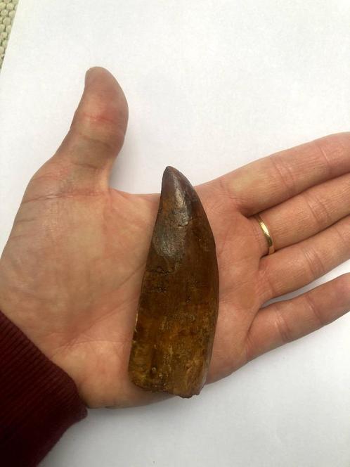 Zeer groot dinosaurus fossiel Carcharodontosaurus tand 8.3 C, Verzamelen, Mineralen en Fossielen, Fossiel, Ophalen of Verzenden