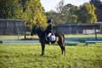 Leermeester, wedstrijdpony, Dieren en Toebehoren, Pony's, Merrie, B