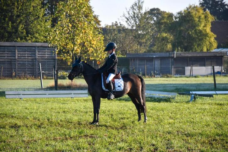 Leermeester, wedstrijdpony, Dieren en Toebehoren, Pony's, Merrie, B