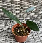 Hoya cv Jennifer 1, Minder dan 100 cm, Verzenden, Vetplant