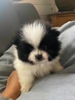 pomeranian , pomeriaan , dwergkees in huis opgevoed, Dieren en Toebehoren, België, Fokker | Hobbymatig, Keeshond, 8 tot 15 weken
