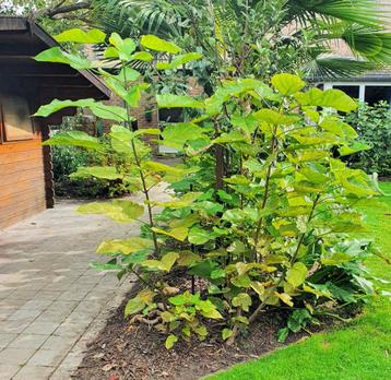 Catalpa bignonioides 'Aurea' - 4 stuks - 1.8 m