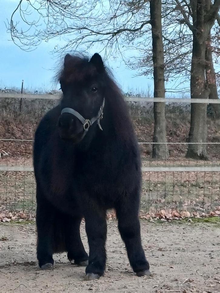 Shetlander ruin, 1meter groot 2,5 jaar!, Dieren en Toebehoren, Paarden, Ruin, Onbeleerd, 3 tot 6 jaar, Met stamboom, Gechipt, Ontwormd